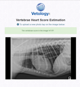 Vertebral Heart Score Calculation generated by Vetology AI