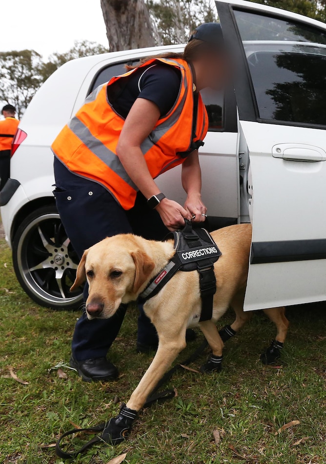 A drug detection dog examines a car.